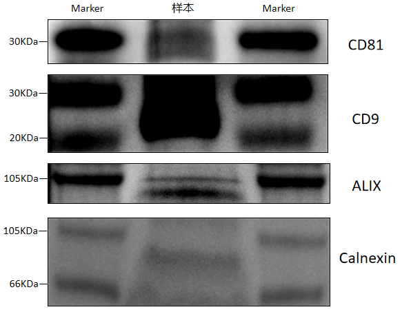 Marker protein blot